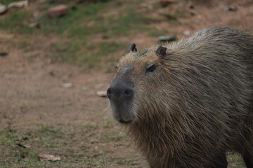Capybaras on Rio de Janeiro Zoo's caatinga exhibition