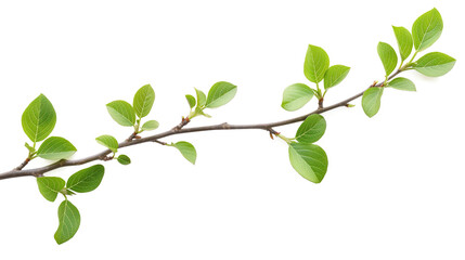 Obraz premium Twig with young green leaves isolated on a transparent background