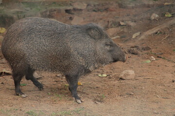 Brazilian Cateto wild boar inside a on Rio de Janeiro Zoo's 