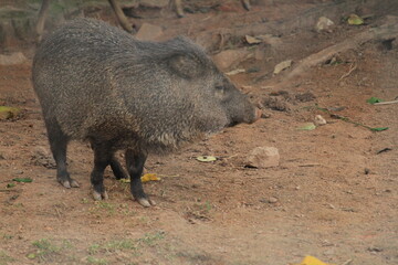 Brazilian Cateto wild boar inside a on Rio de Janeiro Zoo's 