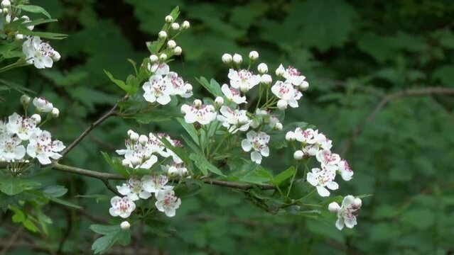 Hawthorn, Crataegus monogyna, in bloom, Crataegus monogyna. Spring. UK