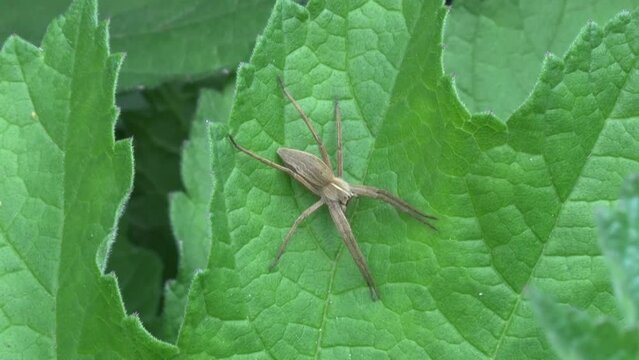 Hunting Spider, or Nursery Web Spider, Pisaura mirabilis, resting on a leaf. Spring. UK
