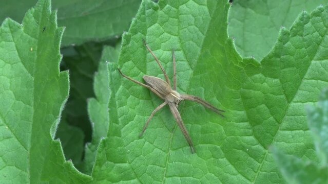 A Hunting Spider, Pisaura mirabilis, resting on a green leaf in Spring. UK