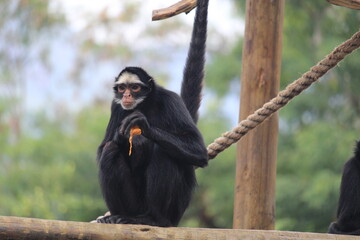 Brazilian spider monkey inside a on Rio de Janeiro Zoo's above a wooden play structure