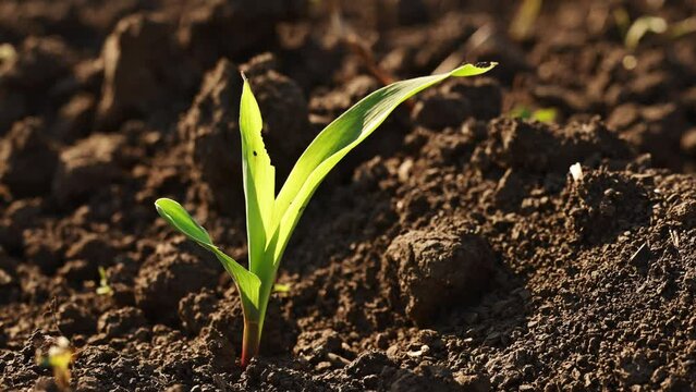Small green corn seedling growing in field