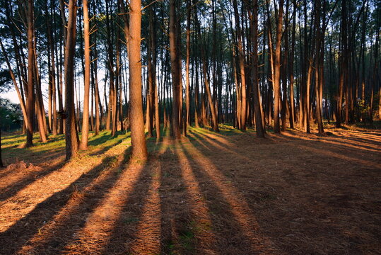 France, Aquitaine, derniers rayons du soleil sur la for&ecirc;t des Landes et de Gascogne.