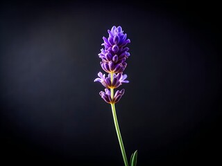 Close-Up of a Lavender Flower