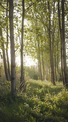 Obraz premium Ethereal poplar woodlands echoing with birdsong