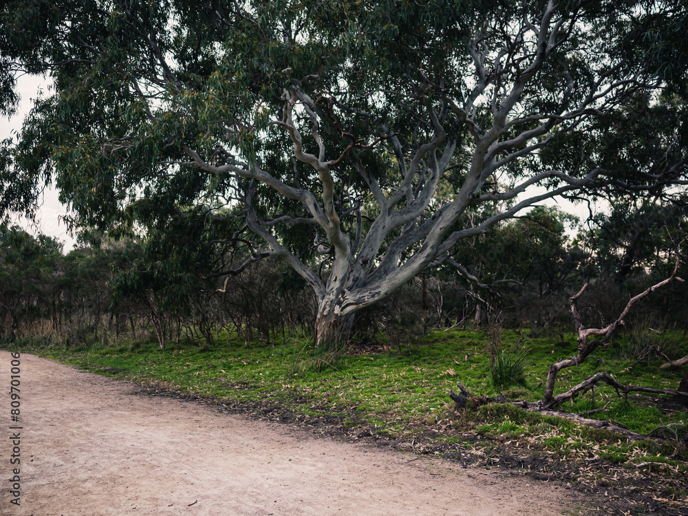 Wall mural tree in the park