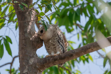 Spot-bellied Eagle Owl Largest, dark brown head, tufts of fur, erect ears. Grayish white face Dark red-brown eyes, yellow mouth, white underbody with large heart-shaped black spots scattered all over.
