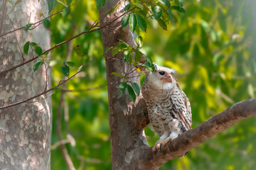 Spot-bellied Eagle Owl Largest, dark brown head, tufts of fur, erect ears. Grayish white face Dark red-brown eyes, yellow mouth, white underbody with large heart-shaped black spots scattered all over.