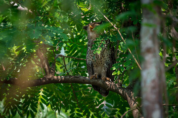 Spot-bellied Eagle Owl Largest, dark brown head, tufts of fur, erect ears. Grayish white face Dark red-brown eyes, yellow mouth, white underbody with large heart-shaped black spots scattered all over.