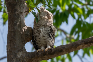 Spot-bellied Eagle Owl Largest, dark brown head, tufts of fur, erect ears. Grayish white face Dark red-brown eyes, yellow mouth, white underbody with large heart-shaped black spots scattered all over.