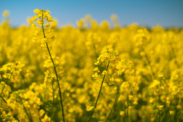 Scenic blooming yellow field. Flower festivals or agricultural fairs, featuring gardening and farming supplies like seeds and fertilizers.