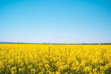 Scenic blooming yellow field. Flower festivals or agricultural fairs, featuring gardening and...