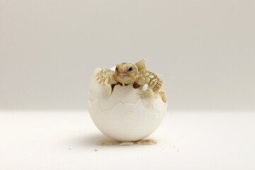 Cute small baby African Sulcata Tortoise in front of white background,Africa spurred tortoise being...