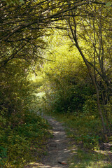 Path in the fall forest