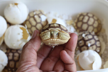 Cute small baby African Sulcata Tortoise in front of white background,Africa spurred tortoise being...