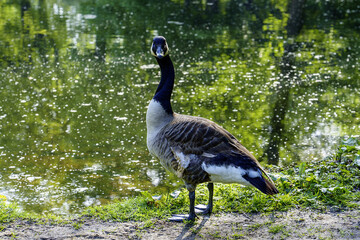 goose on the grass