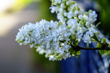 lilac flowers