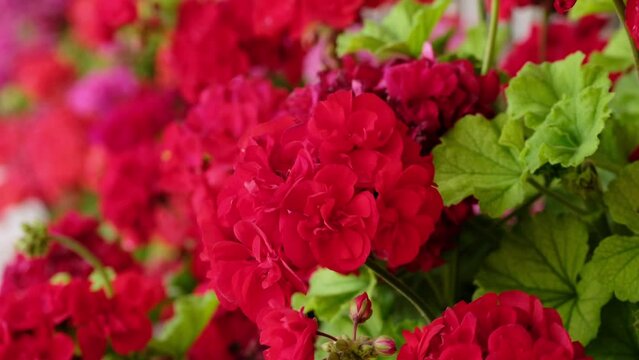 Garden geranium. Beautiful geranium flowers blooming on a terrace, outside.
