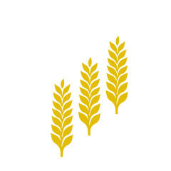 Wheat ear icon vector
