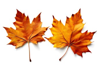 Two maple leaves on a white background, showcasing the beauty of nature's autumn colors.