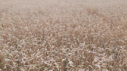 Wheat field, ears of wheat swaying from the gentle wind. Ecologically clean wheat grain grown on...