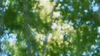 Nature of green leaf in garden at summer. Green bokeh in the forest with sunshine. Blur.