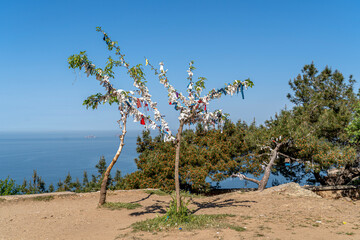 Wish Tree branches tied with colorful ribbons. Wish, hope, tradition and ritual concept