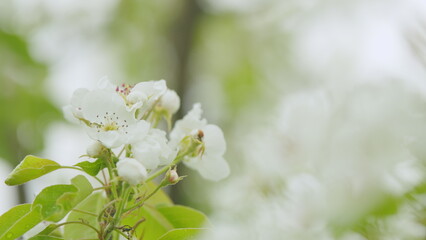 Fruit orchards blooming. Branch with beautiful white spring pear. Close up.