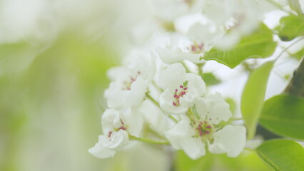 Pear orchard. White blooming pear flowers and buds on branch with green leaves. Close up.