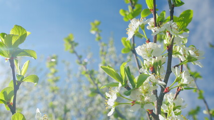 Cherry flowers blooming in the spring. Delicate white flowers on the branches with green young...