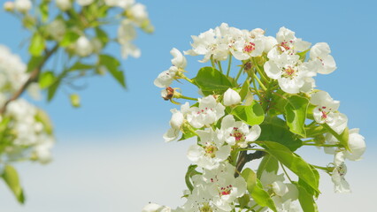 Pear blossom branch with white flowers in full bloom. Garden of pear trees. Close up.