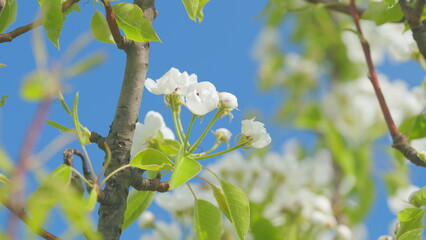 White blooming on a tree in early spring in the garden. White pear flower with white petals...