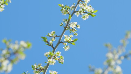 White flowers of on a cherry tree. Cherry blossom flowers in full bloom during spring. Slow motion.
