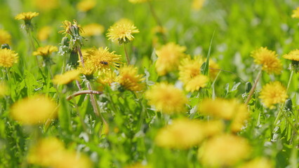 Yellow dandelions in morning sun light meadow with yellow dandelions on a sunny day. Slow motion.