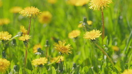 Dandelion flower blossoming composition. Yellow dandelion flower against a yellow-green bokeh. Slow...