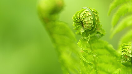 Young leaf of fern matteuccia struthiopteris. Exotic tropical ferns. Nature background. Rack focus.