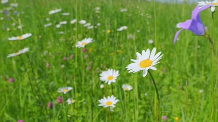 Daisies or chamomiles swaying in the wind. Delicate field daisies sway in the wind. Slow motion.
