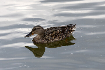The mallard. Wild duck. Female