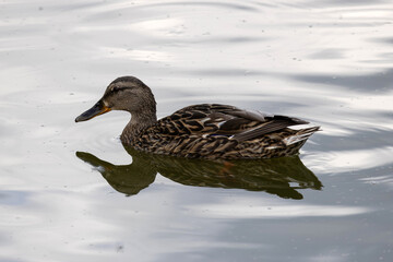The mallard. Wild duck. Female