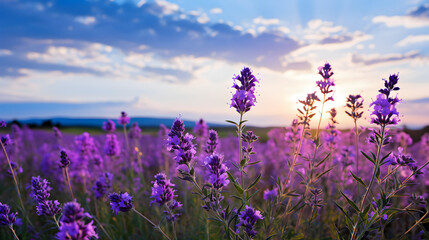 Purple wildflowers under a sky backdrop