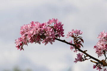 A tree with flowers. Crabapple. Malus 