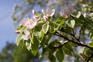 Quince Cydonia oblonga blossom