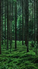 Serene cedarwood forests perfumed with cedarwood