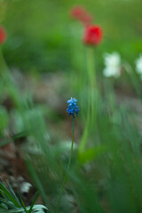 blue flower