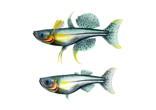Elegant Pseudomugil Gertrudae: Watercolor Illustration