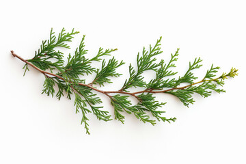 cypress branch on a white background
