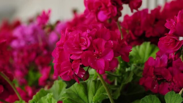  Beautiful geranium flowers blooming on a terrace, outside.